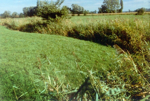 Ruisseau de type phréatique au milieu des prairies 