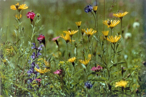 Diversité de la flore prairiale 