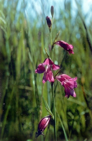 Glaïeul palustre 