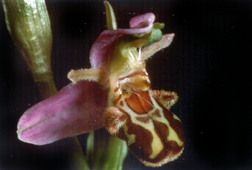 Ophrys abeille 