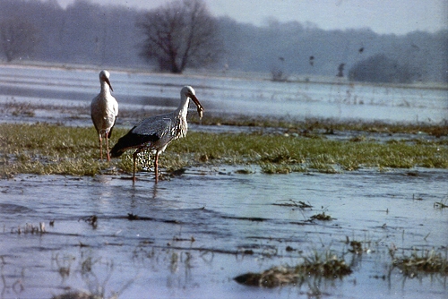 Cigogne blanche 