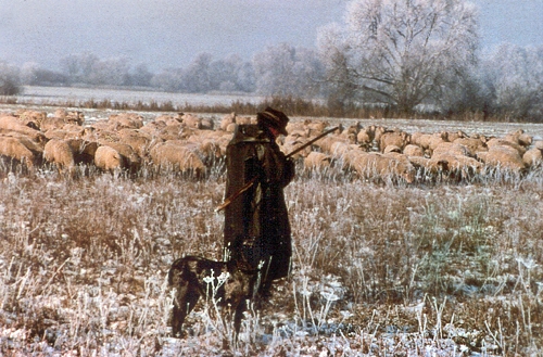 Activité pastorale en hiver 