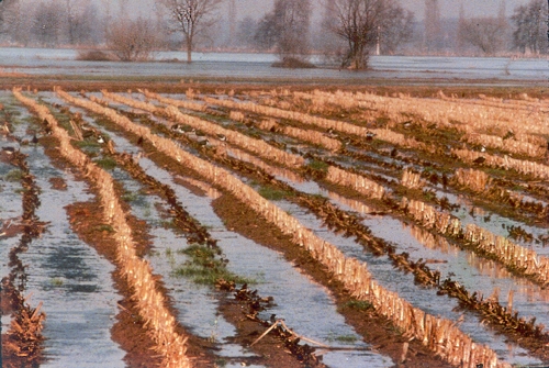 Labour dans un ried inondé 