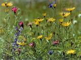 Diversité de la flore prairiale 