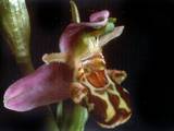 Ophrys abeille 