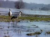 Cigogne blanche 