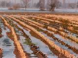 Labour dans un ried inondé 