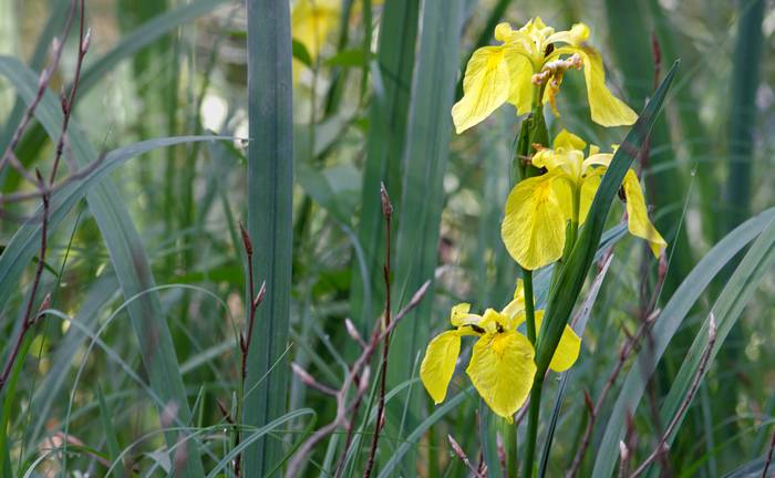 Iris des marais (Iris pseudacorus)