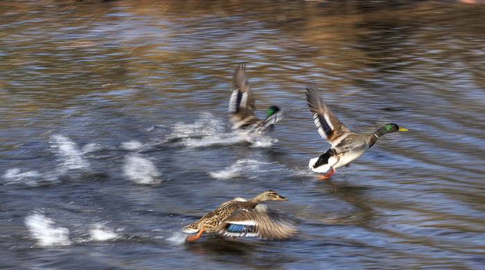 Envol de canards colverts