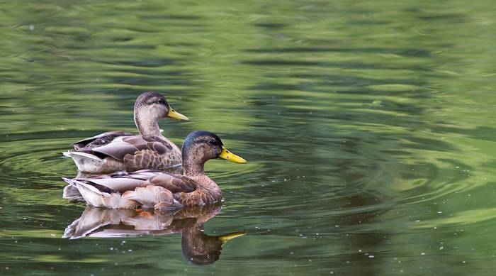 Couple de canards colverts