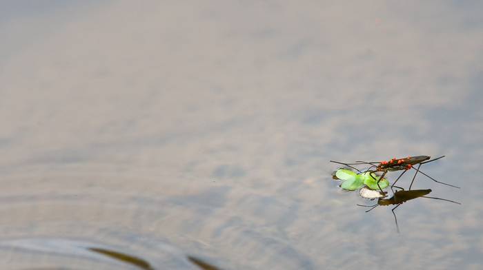 Petite punaise d'eau : Gerris lacustris