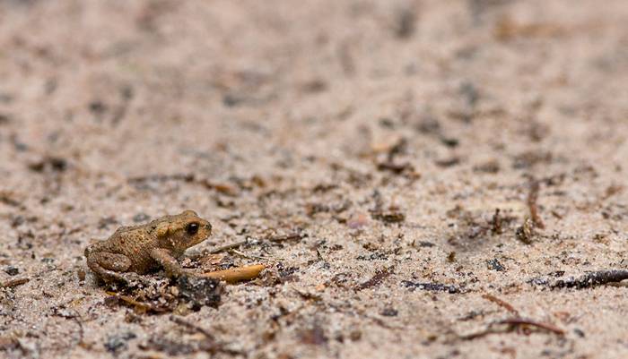 Petit crapaud forestier