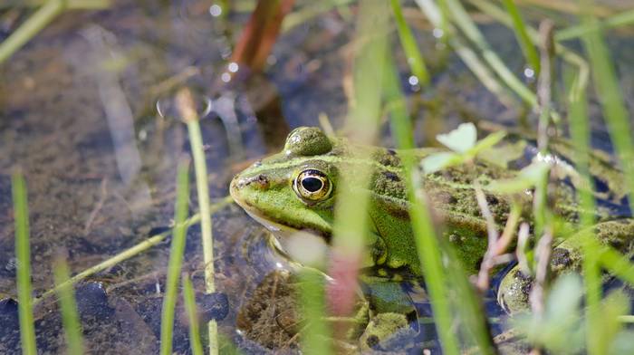 Grenouille verte