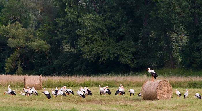 Cigognes blanches