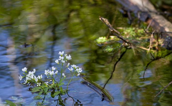 La rivière fleurit