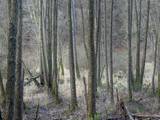 Vallées des Vosges du nord - flore et petite faune