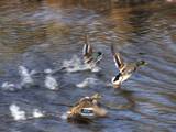 Envol de canards colverts