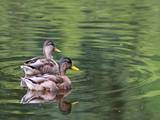 Couple de canards colverts