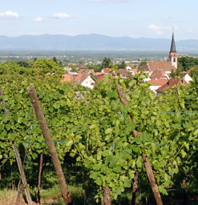 Vignoble à Wuenheim