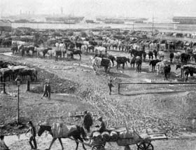 Les troupes française de cavalerie et du génie débarquent à Salonique à la fin de l’année 1915.