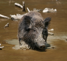 Sanglier (Sus scrofa)