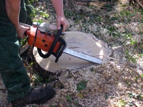 Tronconneuse sur une souche d'arbre