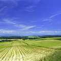 Paysage du Sundgau. Vue depuis la Hochstrasse, la route reliant Altkirch à Bâle à hauteur de Hausgauen - Photo M.-g. Brun