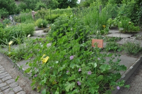 Carré des plantes pectorales 