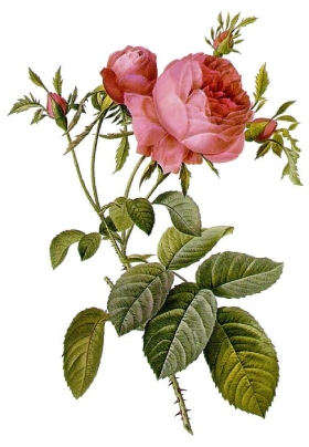 Rosa centifolia foliacea