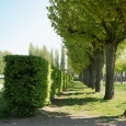 Alignement de tilleuls et charmille bordant l’axe central du jardin, Parc du château épiscopal des Rohan, Saverne - Photo F. Zvardon © Région Alsace - Service de l’Inventaire et du Patrimoine