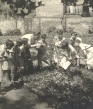 Cours de jardinage dans un jardin scolaire - (1 OS 140)