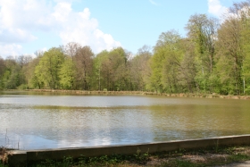 Étang en bordure de forêt