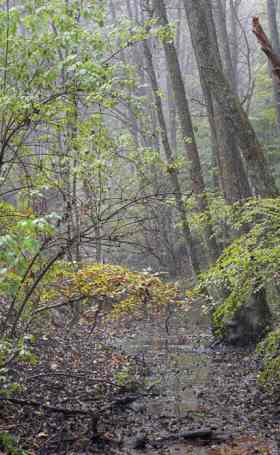 Forêt dans la vallée de la Zinsel du nord