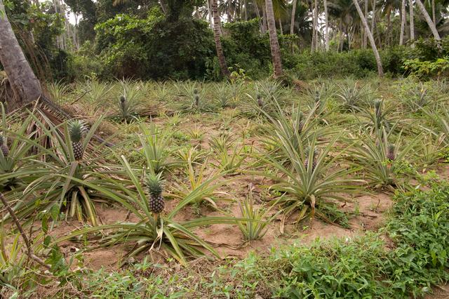 Un plant d'ananas