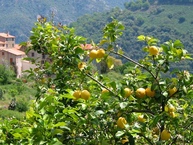 Un citronnier