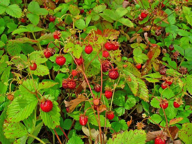 Un fraisier sauvage