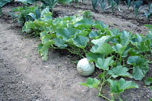 Plants de melons