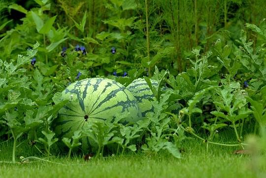 Des plants de pastèques