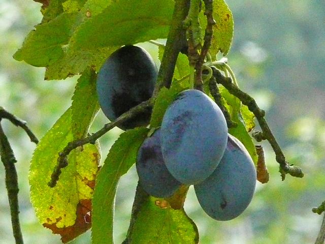 Des prunes