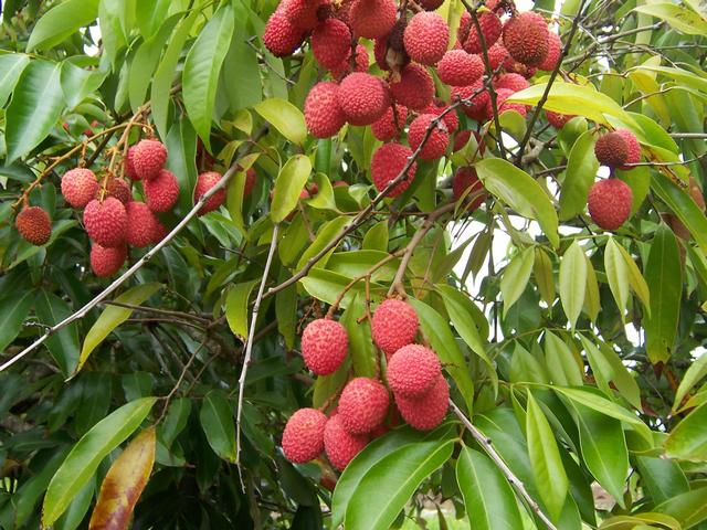 Un litchi