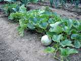 Plants de melons