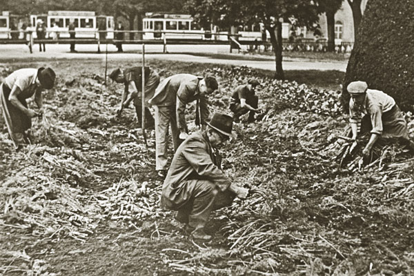 Récolte de carottes