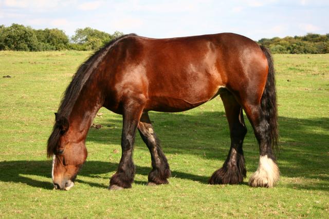 Le Cheval de trait