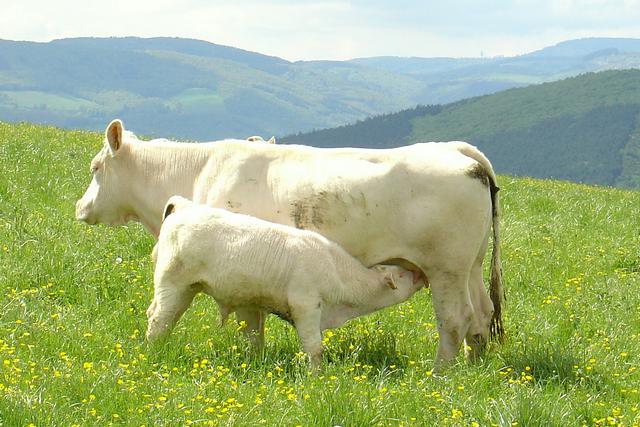 La Vache charolaise