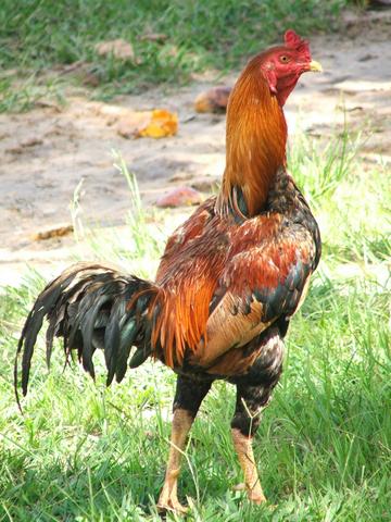 Le Coq