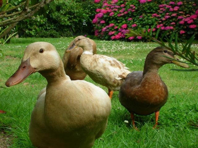 Les Canards