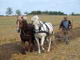 Le Cheval de labour