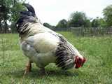 La Poule