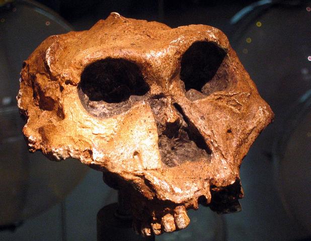 Paranthropus