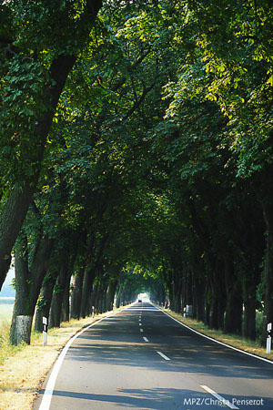 Kastanienallee südlich von Potsdam - 7/96 